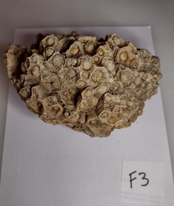 Coral Fossil from Overton County Tennessee (F3) weighs over 4lbs, over 7" wide
