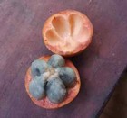 Pouteria sp. "Cauliflora" — photo 3