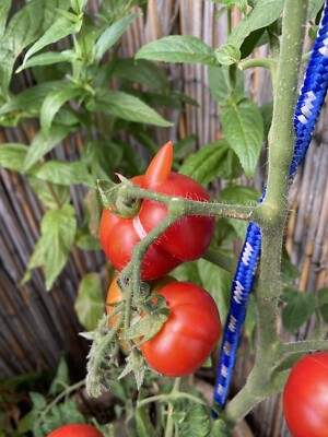 Tomato aphrodisiac currently fresh at the plant