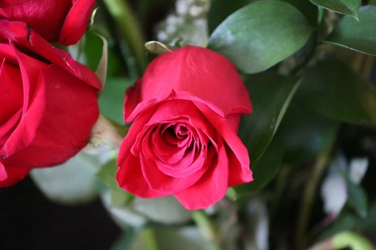 HD ULTRA WIDE FISHEYE LENS FOR CANON EOS REBEL 80D T3 T4 T5 T6 EOS T3I T4I T5I - Image 4 of 4