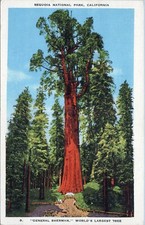 General Sherman Sequoia National Park California Postcard Posted