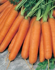 SCARLET NANTES CARROT SEEDS * FINE FLAVOR * CORELESS * PLUMP * 200 COUNT PKT .