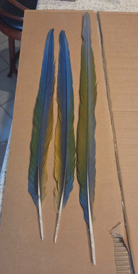Beautiful natural molted macaw feathers collected from my pet Blue and Gold Maca