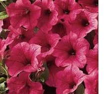 3   X MIX  M  SURFINA  TRAILING PETUNIA MIXED  PLUG PLANTS PRE ORDER