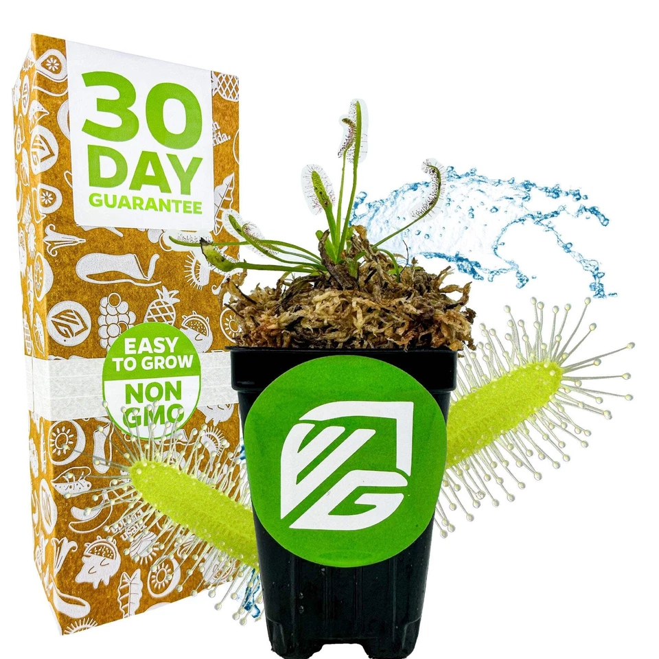 WELLSPRING GARDENS Cape Sundew Carnivorous Plant - Drosera capensis