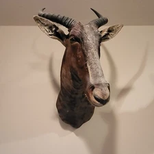 African Tsessebe Antelope Shoulder Mount. Vintage set of horns.
