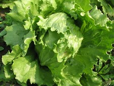 250 Graines de Laitue Iceberg Méthode BIO salade légume potager permaculture