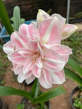imported Amaryllis Holland Double Imported Flower Bulbs for home Pack of 2 bulb