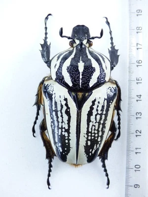 Goliathus Beetle for sale | eBay