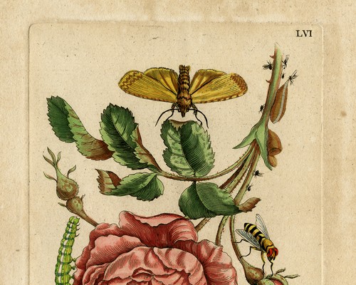 Antique Print-INSECTS-ROSE-BUD-FLY-CATERPILLAR-MOTH-pl. 56-Merian-1730 - Picture 3 of 6