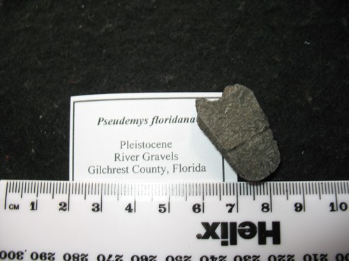 Pleistocene ice age Turtle fossil nuchal scute bone shell Pseudemys floridana #4 - Picture 2 of 3