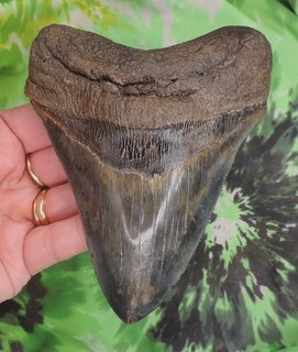 Diente de tiburón Megalodon 5 1/16" pulgadas dientes de tiburón fósil