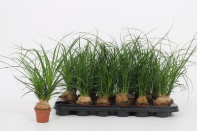 Nolina Sp Pflanze 7 Cm Sukkulente Elefantenfu - 1 Pflanze | eBay.de