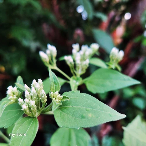 Lucid Calea Zacatechichi Plant Dried Mexican Dream Organic Herbal Natural Ceylon