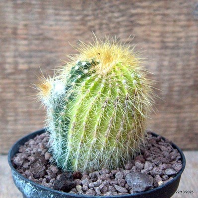 D7077 NOTOCACTUS LENINGHAUSII VARIEGATED pot10-H8-W5,5 cm MaMa Cactus