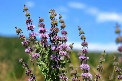 SEEDVILLE USA 200 PENNYROYAL Mint Mentha Pulegium Herb Purple Flower Seeds