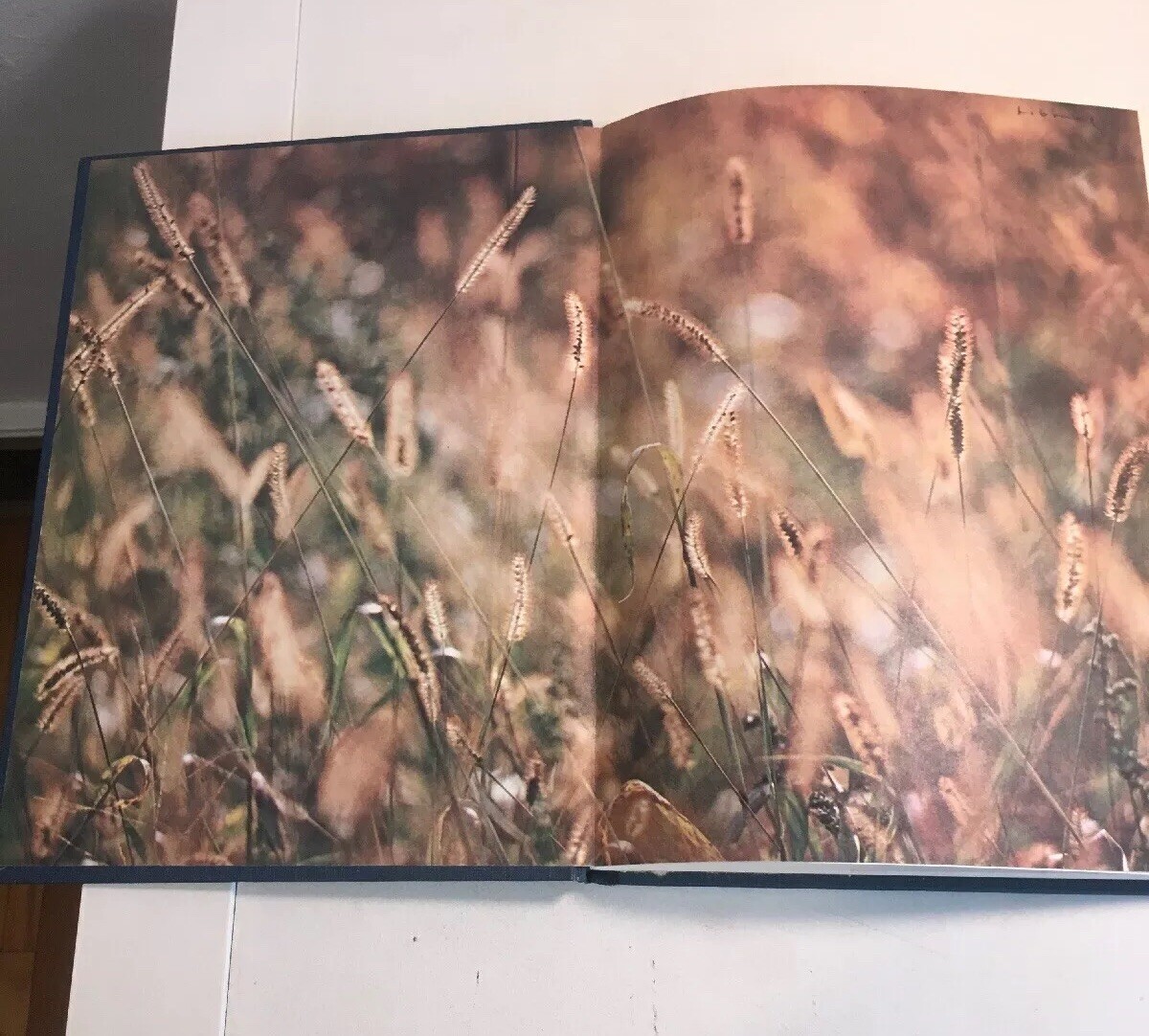 Picture 6 of 12