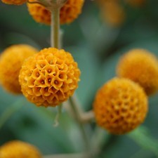 Buddleja  Globosa - Orange Ball Tree 2  Litre pot