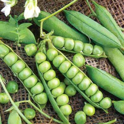 #ad Little Marvel Garden Pea Seeds Compact Semi Dwarf Shelling NON GMO FREE SHIP $14.79
