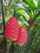 4 Shampoo Ginger Rhizomes, Zingiber Zerumbet, Pine Cone, Free Ship w/ Free Offer