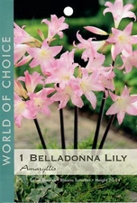 Amaryllis Belladonna Lily Pink Naked Ladies - 3 Bulbs - Please Read Description