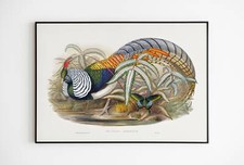 Lady Amherst Print pheasant 1850-1883 ArtPheasant, Butterfly Botanical poster