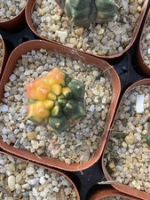 Raresucculents cactus plants Gymnocalycium Mihanovich monstrose Variegated 2-3CM