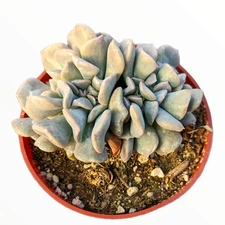 Echeveria 'Cubic Frost' Crest Succulent Plant