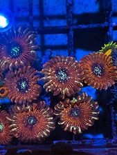 CE- WYSIWYG Magician Zoa Zoanthid Frag Live Coral LPS SPS #R1GE8