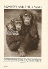 MONKEYS AND THEIR WAYS  PHOTO ILLUSTRATION PRINT