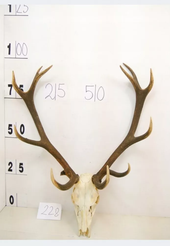 Real reindeer antlers 2025 for sale