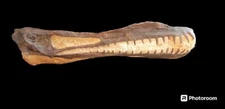 Anhanguera Blittersdorffi (Pterosaur) Skull Fossil...