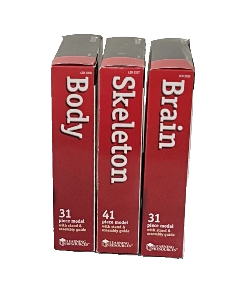 Recursos de Aprendizaje Anatomía Humana Modelos Cerebro, Esqueleto y Cuerpo. ¡Regalo escolar médico! Foto 2 de 4