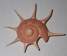70 mm Guildfordia Triumphans Star Turban Seashell #AB2 From Ryu-Kyu Island