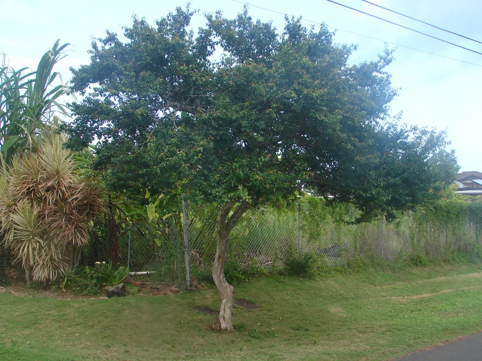 ~BLACK STAR~ cv Surinam Cherry Fruit Tree Eugenia uniflora Live potd 2-3ft Plant - Image 4 of 4