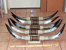 MOUNTED STEER BULL HORNS 3'6"-3'11" TIP TO TIP  (1 SET) COW BULL HORN LONGHORN