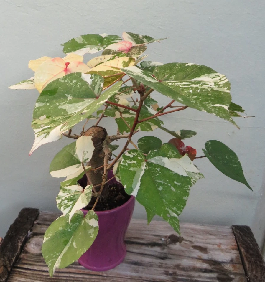 Hibiscus tiliaceus caoa abigarrada, hibisco marino, colorido árbol bonsai tropical Foto 2 de 4