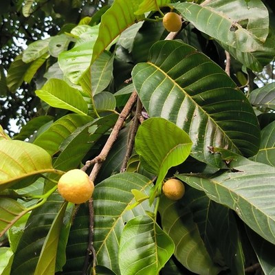 Monkey fruit (Artocarpus lacucha) - 1 germinated seed