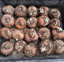 1/3/5pcs Rare Sinningia leucotricha WYSIWYG Caudex Boutique 6cm±