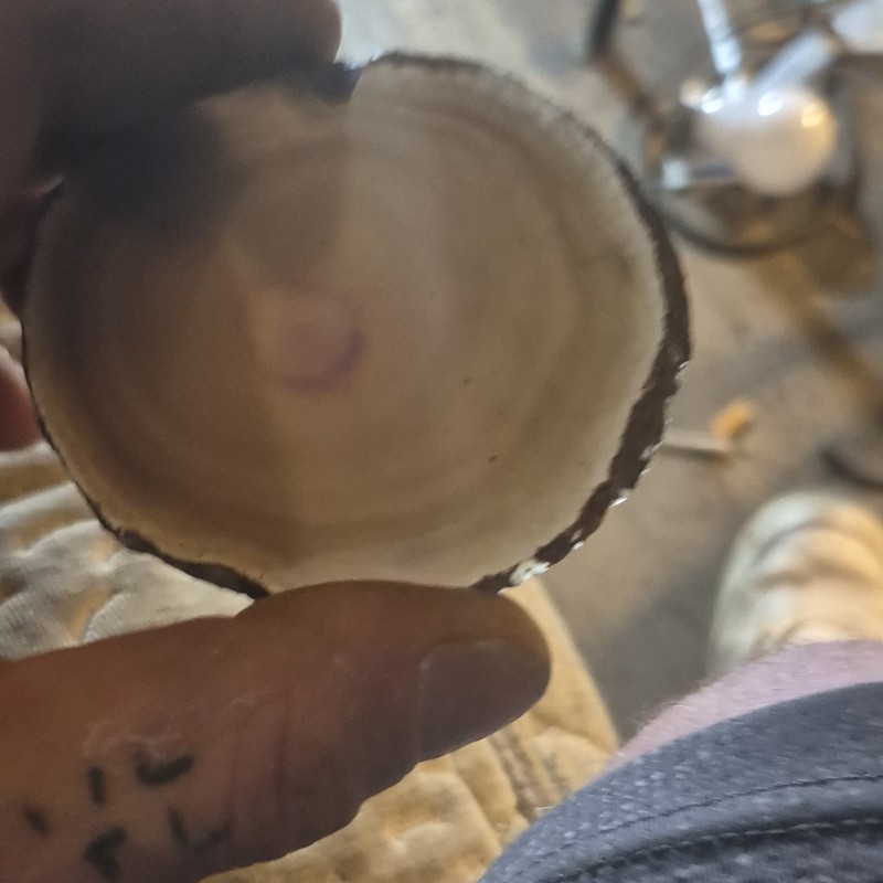 Polished Round Petrified Wood Fossil Slice Specimen for Collection or Display