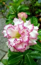 4 Double Carnation Desert Rose Seeds Adenium Obesum Flower Perennial