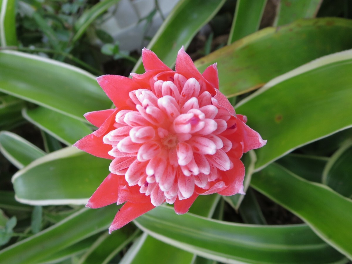 Billbergia pyramidalis 'Kyoto' Variegated Bromeliad Live House
