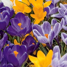 3 x Pots of Crocus Bulbs -