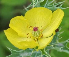 Argemone mexicana, Yellow Mexican Prickly Poppy Flower - 10 to 100