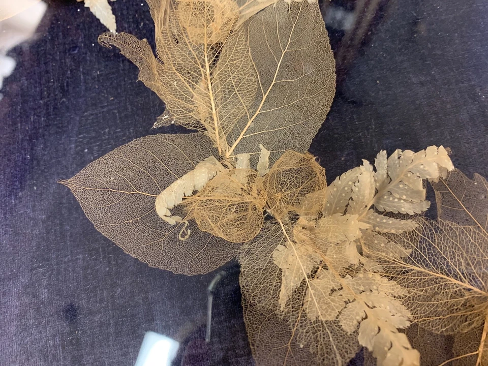 CAJA SOMBRA ARTE HOJA ESQUELETO VINTAGE Foto 3 de 4