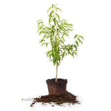 Flordacrest Peach Tree Live Plant, Produces Fruit, 4-5ft, Includes Care