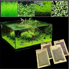 AQUARIUM PLANT Seeds Fish Tank Water Grass Ground Covering Plants