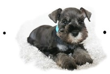 SCHNAUZER DOG Canine Breed Sign 8 x 12 Emblem Puppy Version