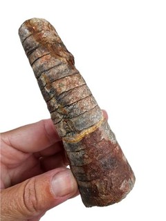 Orthoceras Cephalopod Natural Fossil Morocco 168.7 grams.