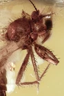 Big ULTRA RARE Mantohelea BITING MIDGE Ceratopogonidae BALTIC AMBER +HQ P 260609